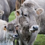 Wycielacz do krów – dlaczego warto zainwestować?