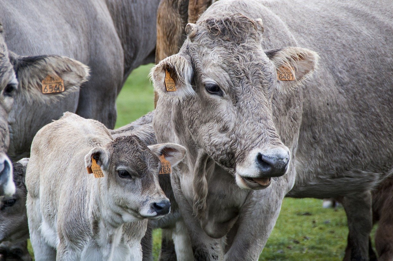 Wycielacz do krów – dlaczego warto zainwestować?