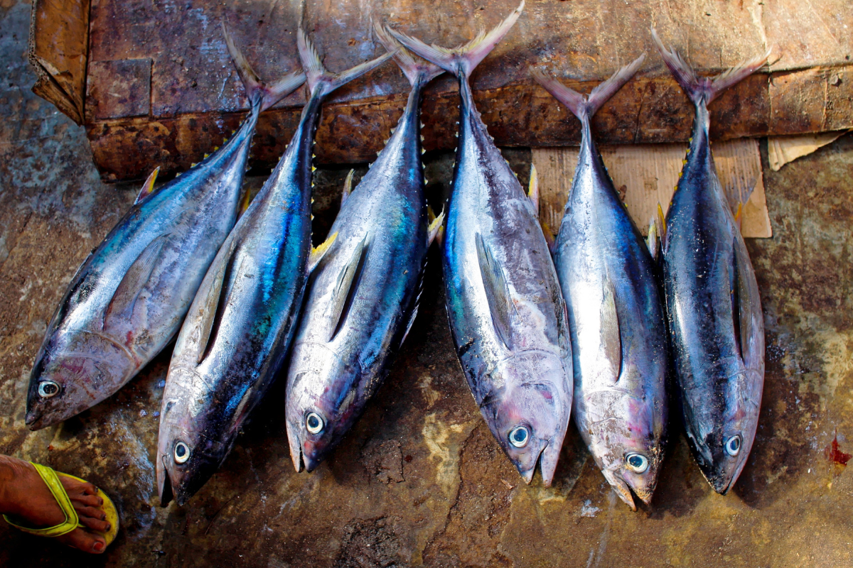 Czy tłuste ryby morskie pomogą Ci schudnąć? Które warto jeść by dbać o zdrowie?